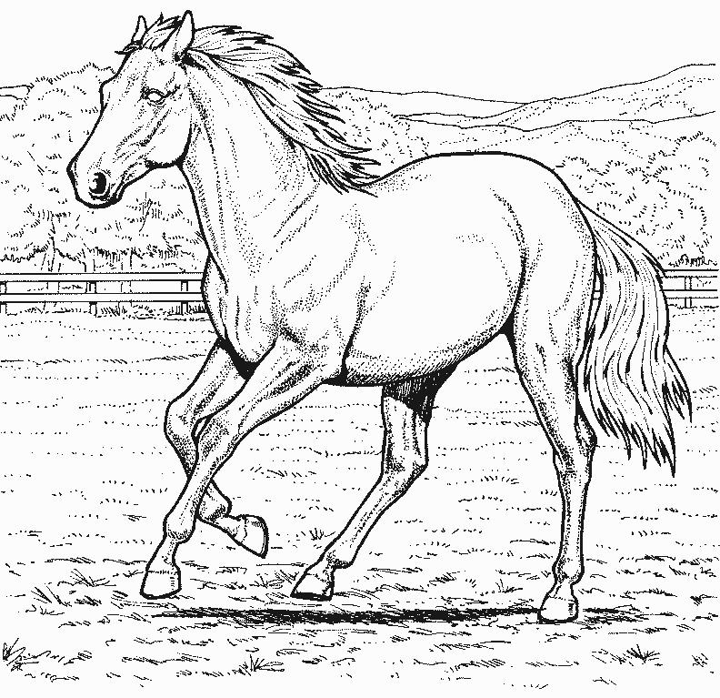 coloriage cheval qui court